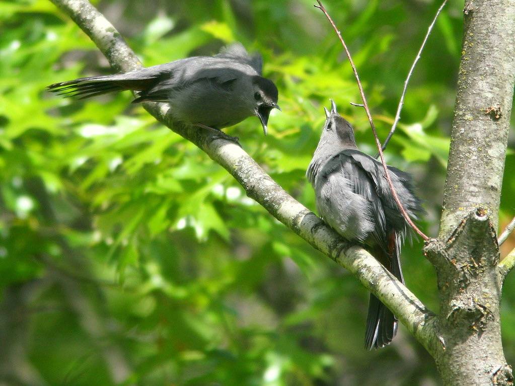 Gray Catbirds displaying 2-20100516 by Kenneth Cole Schneider is licensed under CC BY-NC-SA 2.0